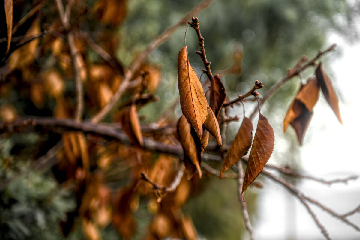 closeup of orange autumn leaves